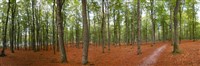 #1110 Autumn Forest (24' X 8')