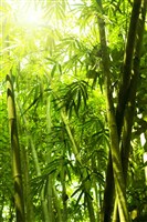 #1222 Bamboo Leaves (6' X 9')