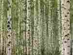#1162 Birch Tree (12' X 9') Also Avail in Sepia Colour